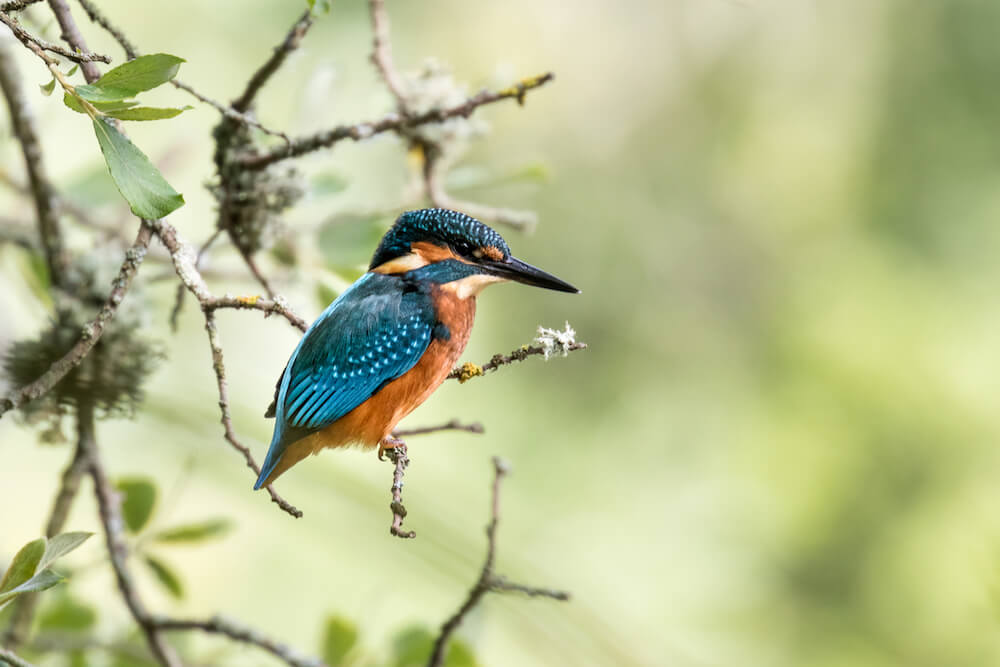 Fishing and Wildlife